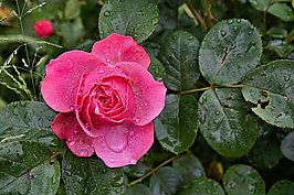 Bernhard Saalfeld - Gartenrose 2024 (1v9)